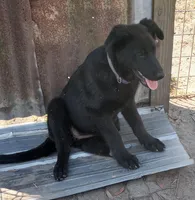 Female #3, a female German Shepherd Dog for sale in Live Oak, FL – Photo 2 of 4