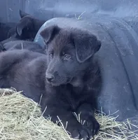 Female #3, a female German Shepherd Dog for sale in Live Oak, FL – Photo 2 of 2