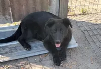 Female #3, a female German Shepherd Dog for sale in Live Oak, FL – Photo 3 of 4