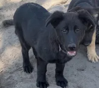 Female #3, a female German Shepherd Dog for sale in Live Oak, FL – Photo 1 of 4