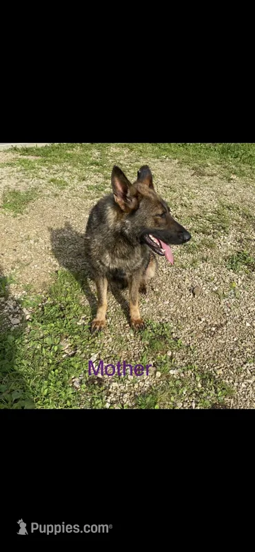 Duke – German Shepherd Dog puppy for sale in Muscoda, WI