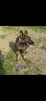 Duke, a male German Shepherd Dog for sale in Muscoda, WI – 1 of 5