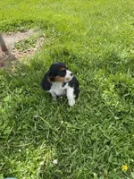 Jack, a male Cavalier King Charles Spaniel for sale in Muscoda, WI – 2 of 2