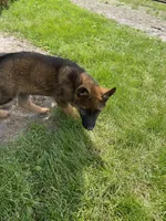 Duke, a male German Shepherd Dog for sale in Muscoda, WI – 4 of 5