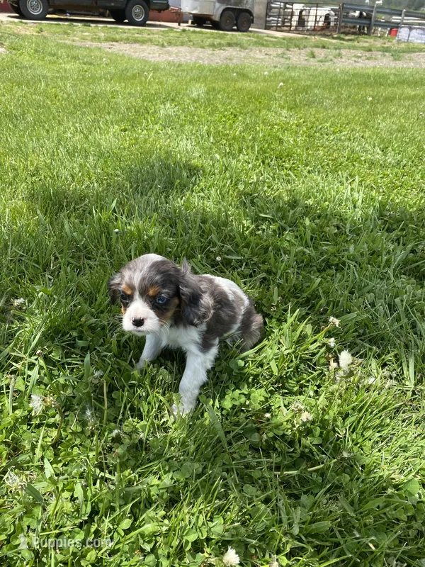 Cupcake  – Cavalier King Charles Spaniel puppy for sale in Muscoda, WI