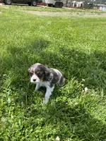 Cupcake , a female Cavalier King Charles Spaniel for sale in Muscoda, WI – 1 of 2