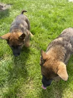 Axle , a male German Shepherd Dog for sale in Muscoda, WI – 4 of 5