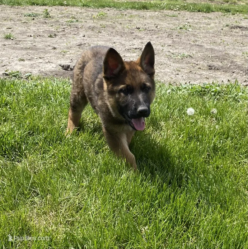 Duke – German Shepherd Dog puppy for sale in Muscoda, WI