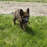 Duke, a male German Shepherd Dog for sale in Muscoda, WI – 2 of 5