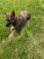 Axle , a male German Shepherd Dog for sale in Muscoda, WI – 2 of 5