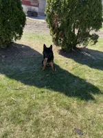 Axle , a male German Shepherd Dog for sale in Muscoda, WI – 5 of 5