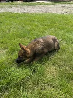 Axle , a male German Shepherd Dog for sale in Muscoda, WI – 1 of 5