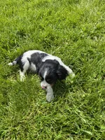 Oreo, a male Cavalier King Charles Spaniel for sale in Muscoda, WI – 2 of 2