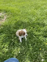 Twix, a male Cavalier King Charles Spaniel for sale in Muscoda, WI – 2 of 2