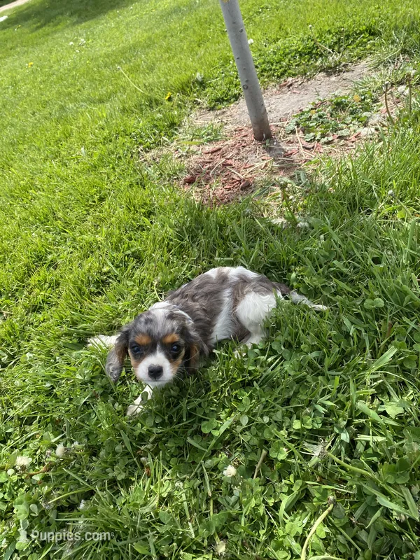 Blue  – Cavalier King Charles Spaniel puppy for sale in Muscoda, WI