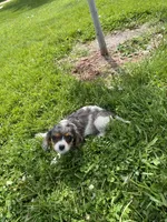 Blue , a male Cavalier King Charles Spaniel for sale in Muscoda, WI – 1 of 2