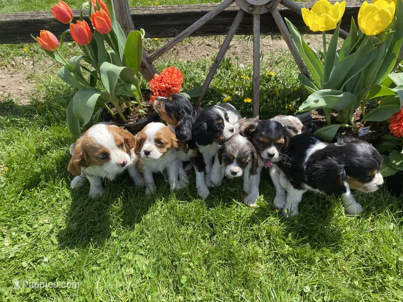 George  – Cavalier King Charles Spaniel puppy for sale in Muscoda, WI