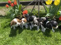 George , a male Cavalier King Charles Spaniel for sale in Muscoda, WI – 1 of 2