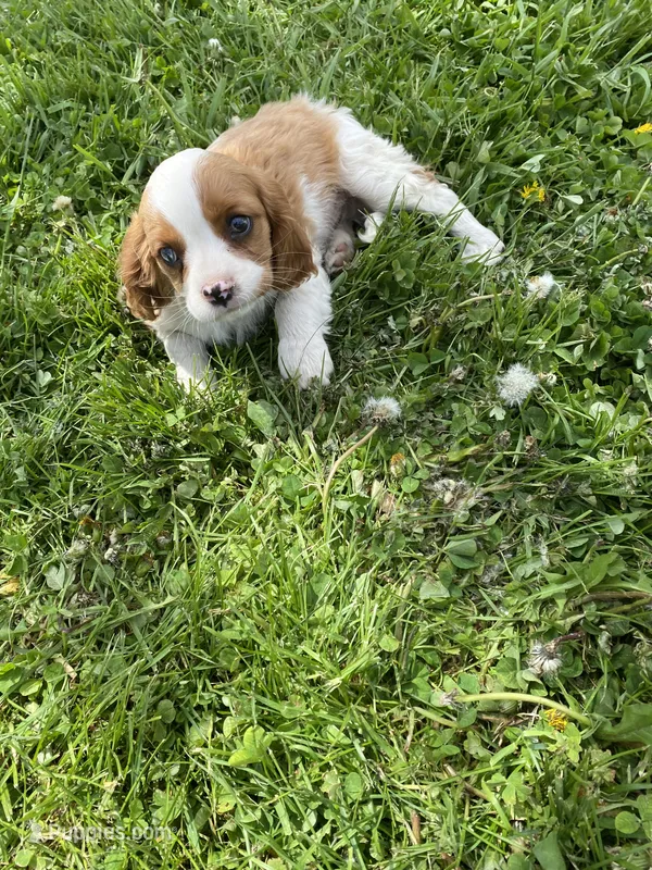 Samson – Cavalier King Charles Spaniel puppy for sale in Muscoda, WI