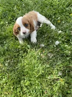 Samson, a male Cavalier King Charles Spaniel for sale in Muscoda, WI – 1 of 2