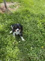 George , a male Cavalier King Charles Spaniel for sale in Muscoda, WI – 2 of 2