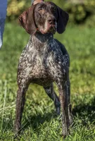 Spunky Female , a female German Shorthaired Pointer for sale in Atlanta, GA – 7 of 8