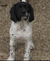 Female Puppy Available , a female German Shorthaired Pointer for sale in Atlanta, GA – 4 of 8