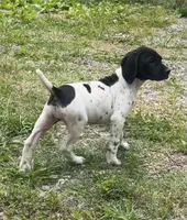 Female Puppy Available , a female German Shorthaired Pointer for sale in Atlanta, GA – 7 of 8