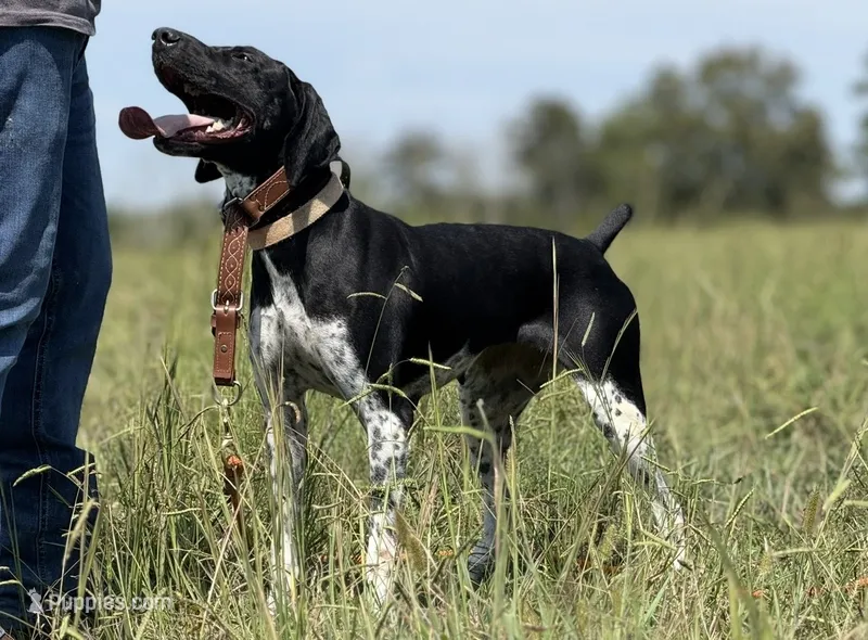 Female Puppy Available  – German Shorthaired Pointer puppy for sale in Atlanta, GA