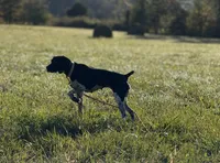 Spunky Female , a female German Shorthaired Pointer for sale in Atlanta, GA – 4 of 8