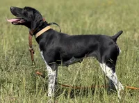 Spunky Female , a female German Shorthaired Pointer for sale in Atlanta, GA – 6 of 8