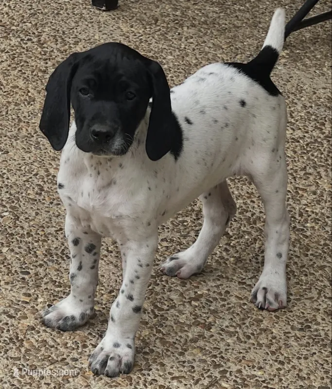 Spunky Female  – German Shorthaired Pointer puppy for sale in Atlanta, GA