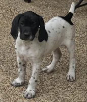 Spunky Female , a female German Shorthaired Pointer for sale in Atlanta, GA – 1 of 8