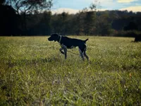 Brown and White Male Available , a male German Shorthaired Pointer for sale in Atlanta, GA – 6 of 6