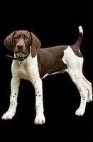 Brown and White Male Available , a male German Shorthaired Pointer for sale in Atlanta, GA – 2 of 6