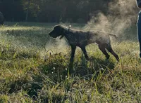 Spunky Female , a female German Shorthaired Pointer for sale in Atlanta, GA – 8 of 8