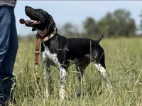 Spunky Female , a female German Shorthaired Pointer for sale in Atlanta, GA – 3 of 8
