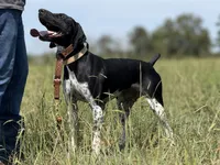 Brown and White Male Available , a male German Shorthaired Pointer for sale in Atlanta, GA – 1 of 6