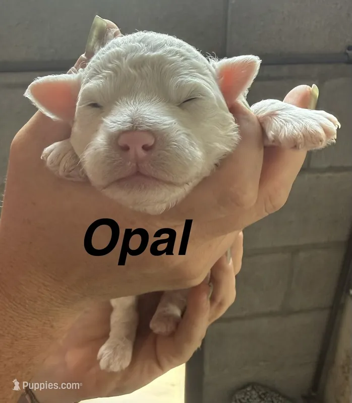 Opal – Poodle - Miniature  puppy for sale in White Pigeon, MI