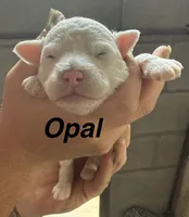 Opal, a female Poodle - Miniature  for sale in White Pigeon, MI – 1 of 8