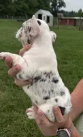 Wendy, a female French Bulldog for sale in White Pigeon, MI – 3 of 5