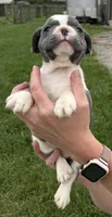Jenny, a female French Bulldog for sale in White Pigeon, MI – 4 of 5