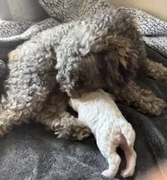 Opal, a female Poodle - Miniature  for sale in White Pigeon, MI – 7 of 8