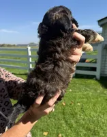 Jerry, a male Shihpoo for sale in White Pigeon, MI – 5 of 7