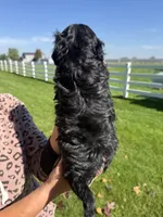 Roger, a male Shihpoo for sale in White Pigeon, MI – 5 of 6