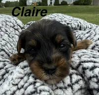 Claire, a female Yorkipoo for sale in White Pigeon, MI – 1 of 10
