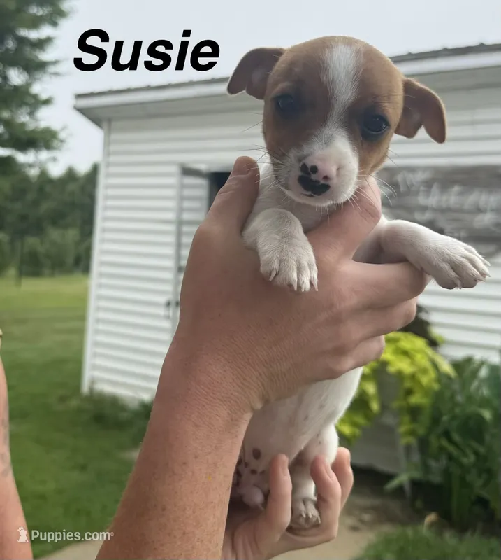 Susie – Jack Russell Terrier puppy for sale in White Pigeon, MI