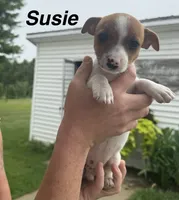 Susie, a female Jack Russell Terrier for sale in White Pigeon, MI – 1 of 4