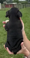 Gary, a male French Bulldog for sale in White Pigeon, MI – 7 of 8