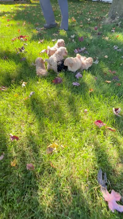 Kim, a female Shihpoo for sale in White Pigeon, MI – 8 of 8